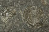 Fossil Ammonite Cluster - Posidonia Shale, Germany #358380-1